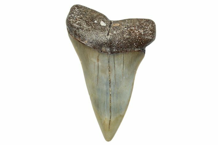 Fossil Broad-Toothed Mako Shark Tooth - North Carolina #272971